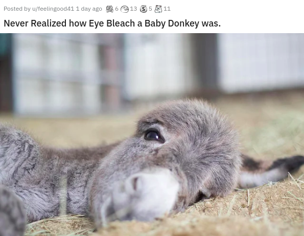 baby donkey - Posted by ufeelingood41 1 day ago 06 13 3511 Never Realized how Eye Bleach a Baby Donkey was.