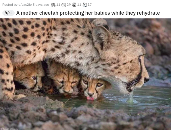 kevin dooley cheetah - Posted by ucas2ie 5 days ago 0 11 29 11 17 rall A mother cheetah protecting her babies while they rehydrate Ken Doel