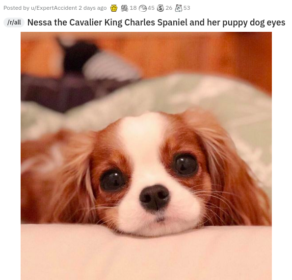 Dog - Posted by uExpertAccident 2 days ago 18 45 5 26 53 rall Nessa the Cavalier King Charles Spaniel and her puppy dog eyes