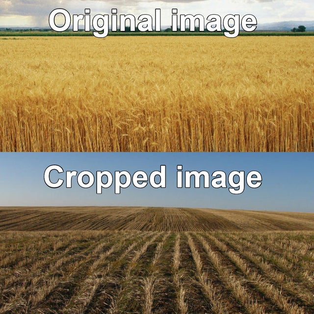 cut wheat field - Original image Cropped image