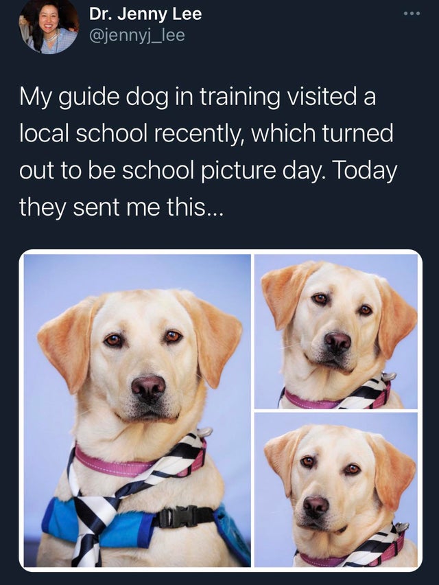 dog - Dr. Jenny Lee My guide dog in training visited a local school recently, which turned out to be school picture day. Today they sent me this...