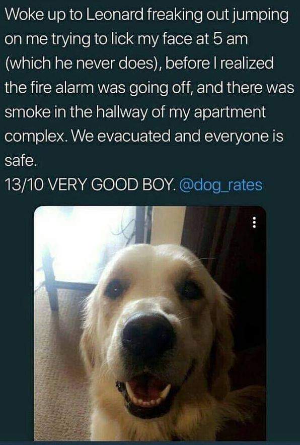 13 10 good boy - Woke up to Leonard freaking out jumping on me trying to lick my face at 5 am which he never does, before I realized the fire alarm was going off, and there was smoke in the hallway of my apartment complex. We evacuated and everyone is saf