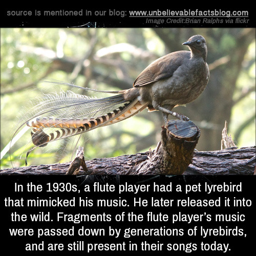 bird that mimics other birds - source is mentioned in our blog Image CreditBrian Ralphs via flickr In the 1930s, a flute player had a pet lyrebird that mimicked his music. He later released it into the wild. Fragments of the flute player's music were pass