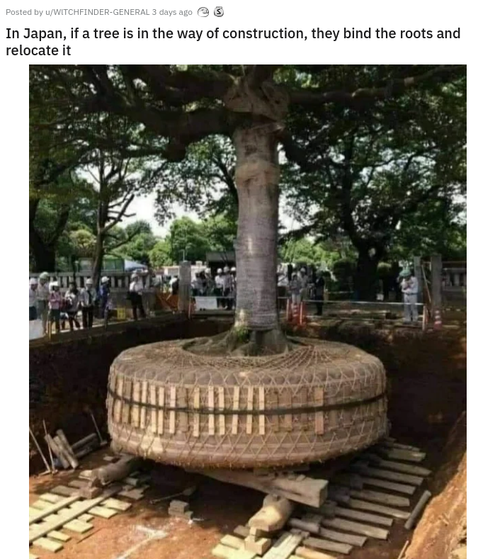 japan tree transplant - Posted by WWitchfinderGeneral 3 days ago In Japan, if a tree is in the way of construction, they bind the roots and relocate it