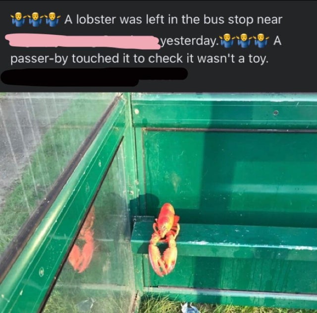 games - A lobster was left in the bus stop near 3yesterday. 10 A passerby touched it to check it wasn't a toy.