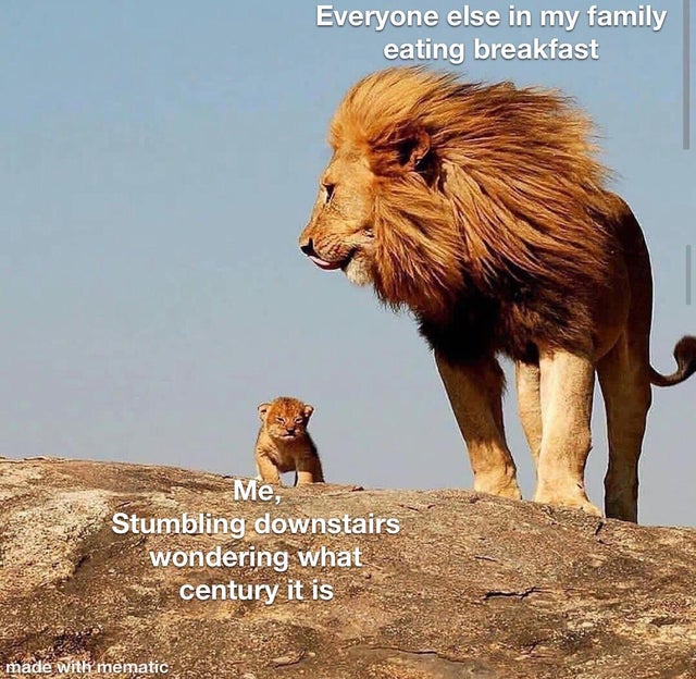 lion with his cub - Everyone else in my family eating breakfast Me, Stumbling downstairs wondering what century it is made with mematic