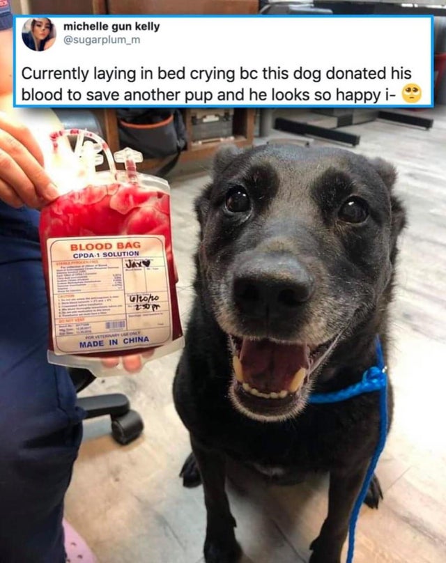 dog donate blood - michelle gun kelly Currently laying in bed crying bc this dog donated his blood to save another pup and he looks so happy i Blood Bag Cpda 1 Solution Jay Ultohto Made In China