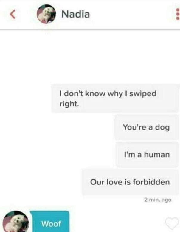 web page - Nadia I don't know why I swiped right. You're a dog I'm a human Our love is forbidden 2 min. ago Woof