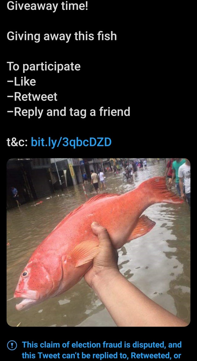 fish - Giveaway time! Giving away this fish To participate Retweet and tag a friend t&c bit.ly3qbcDZD O This claim of election fraud is disputed, and this Tweet can't be replied to, Retweeted, or