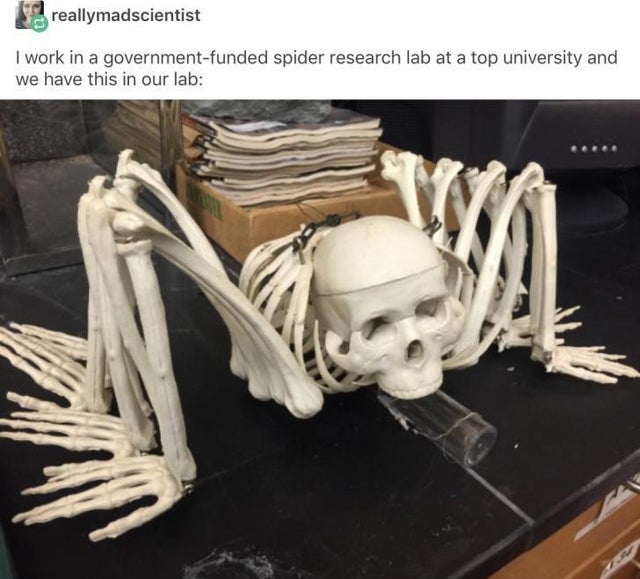 yeet skeleton - reallymadscientist I work in a governmentfunded spider research lab at a top university and we have this in our lab