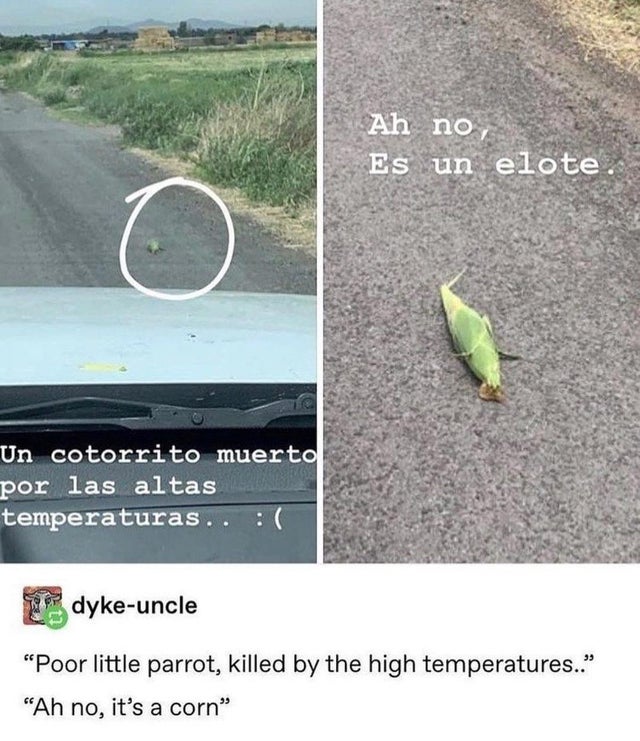 ah no es un elote - Ah no, Es un elote o Un cotorrito muerto por las altas temperaturas.. dykeuncle Poor little parrot, killed by the high temperatures.. Ah no, it's a corn