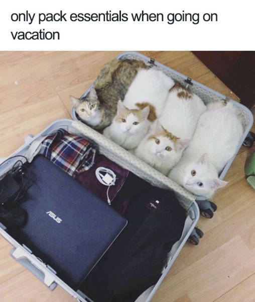 cute animal memes - only pack essentials when going on vacation Sls