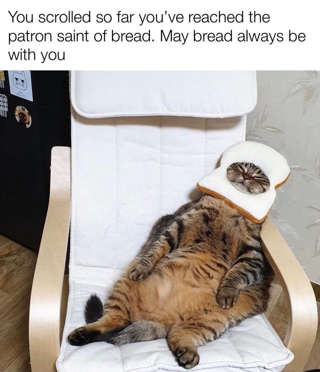 Cat - You scrolled so far you've reached the patron saint of bread. May bread always be with you