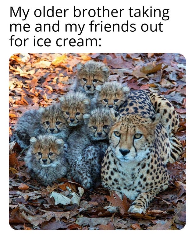 cheetah - My older brother taking me and my friends out for ice cream