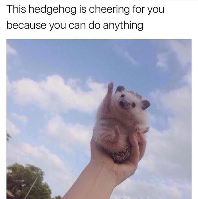 hedgehog cheer - This hedgehog is cheering for you because you can do anything
