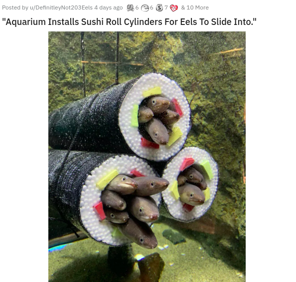 Posted by DefinitieyNot203Eels 4 days ago 96637810 More Aquarium Installs Sushi Roll Cylinders For Eels To Slide Into.