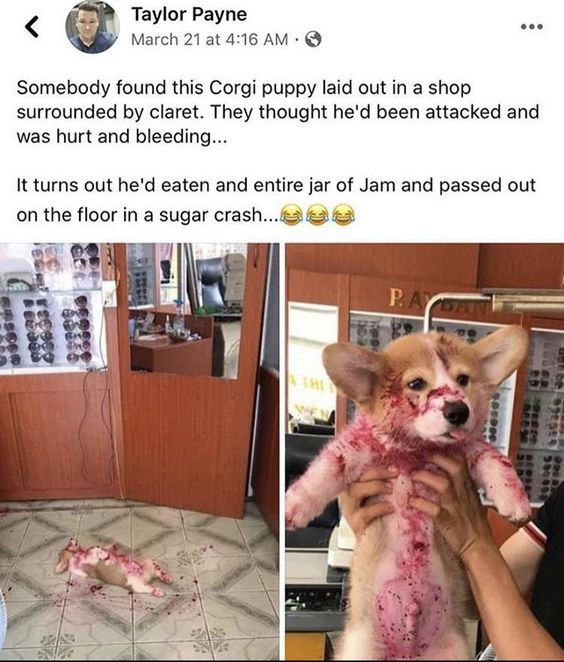 corgi jam - Taylor Payne March 21 at Somebody found this Corgi puppy laid out in a shop surrounded by claret. They thought he'd been attacked and was hurt and bleeding... It turns out he'd eaten and entire jar of Jam and passed out on the floor in a sugar