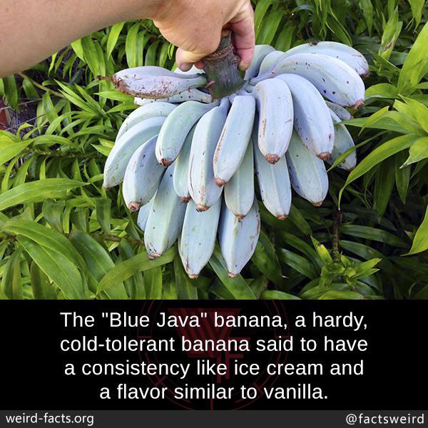 blue java banana tree - The Blue Java banana, a hardy, coldtolerant banana said to have a consistency ice cream and a flavor similar to vanilla. weirdfacts.org