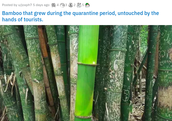 bamboo that grew up during the pandemic - Posted by ujoxph7 5 days ago 43 525 Bamboo that grew during the quarantine period, untouched by the hands of tourists. Bou