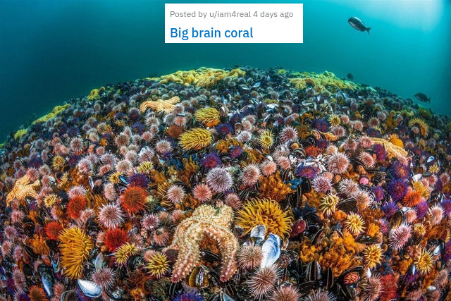 Posted by uiam4real 4 days ago Big brain coral