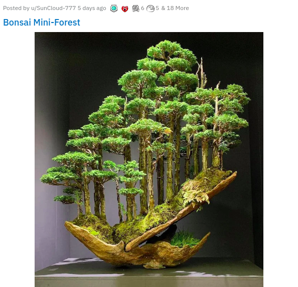 forest bonsai tree - 65 & 18 More Posted by Suncioud777 5 days ago @ Bonsai MiniForest