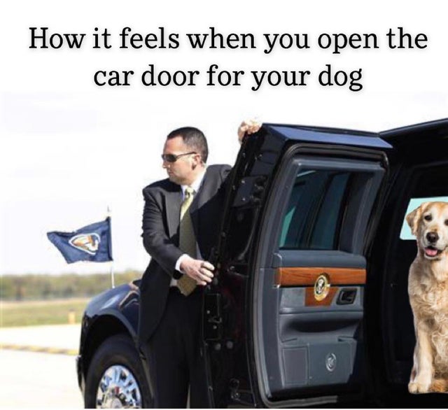 dog - How it feels when you open the car door for your dog