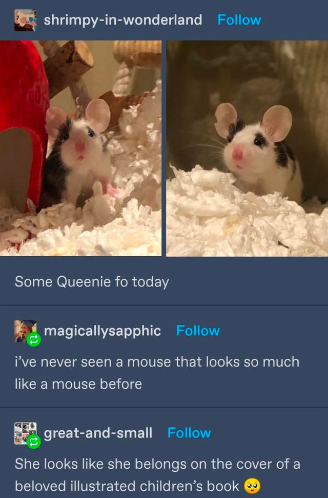 fauna - shrimpyinwonderland Some Queenie fo today magicallysapphic i've never seen a mouse that looks so much a mouse before greatandsmall She looks she belongs on the cover of a beloved illustrated children's book