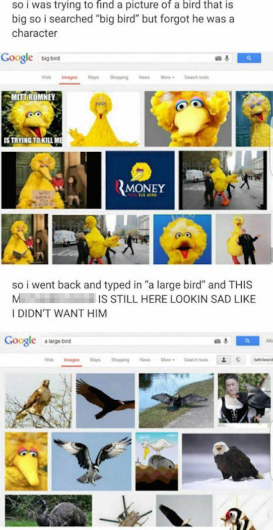 big bird search meme - so i was trying to find a picture of a bird that is big so i searched big bird but forgot he was a character Google big bird Mitt Romney Is Trying To Kill Me R Money Sie Bered so i went back and typed in a large bird and This M Is S