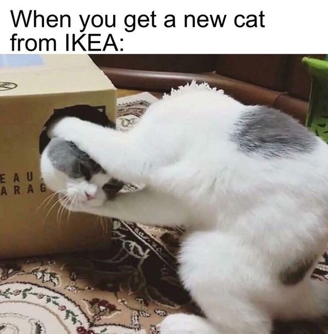 new head cat meme - When you get a new cat from Ikea E Au Arag 200