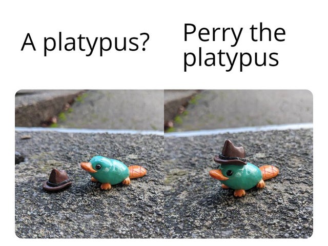 fauna - A platypus? Perry the platypus