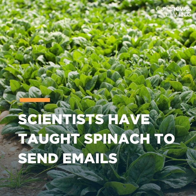 euronews. Living Scientists Have Taught Spinach To Send Emails
