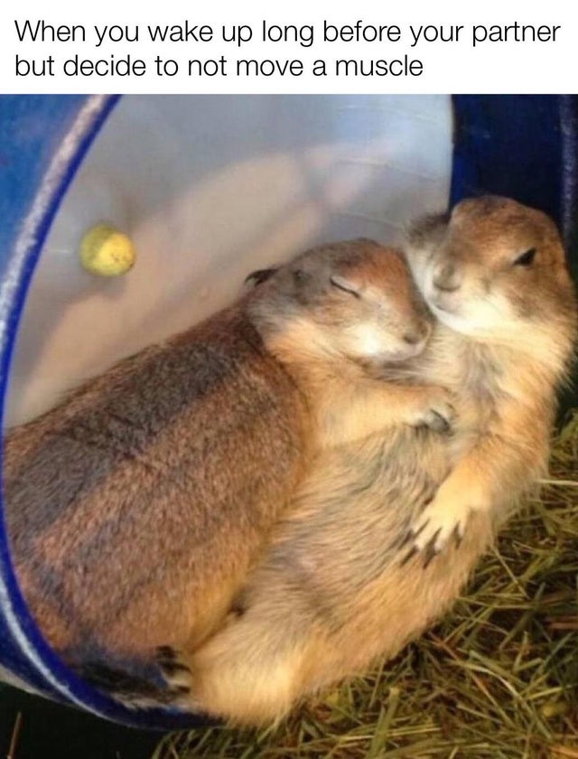 snuggling prairie dogs - When you wake up long before your partner but decide to not move a muscle