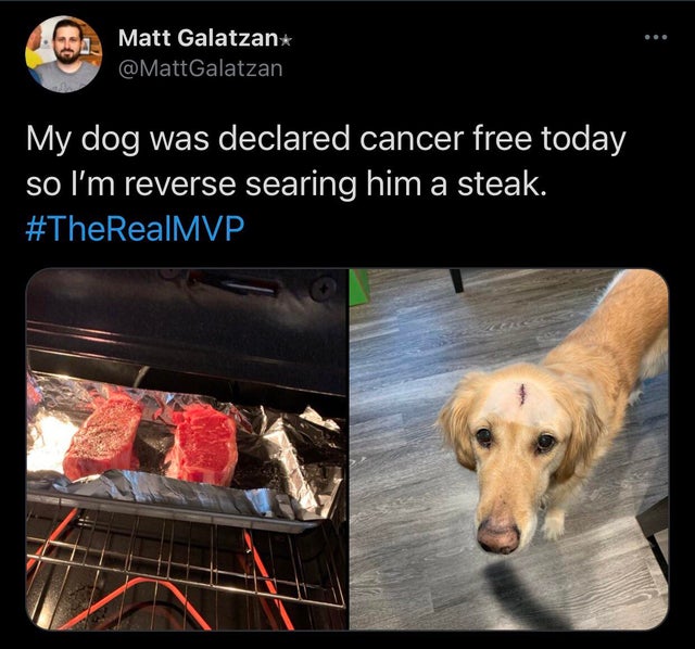 cancer free dog steak - Matt Galatzan Galatzan My dog was declared cancer free today so I'm reverse searing him a steak.