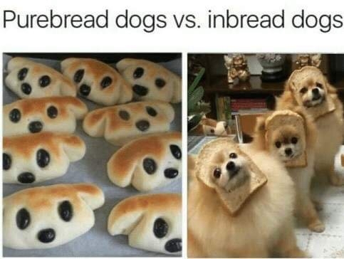 dog memes - Purebread dogs vs. inbread dogs