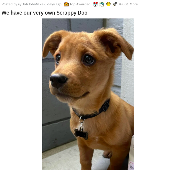 dog - & 801 More Posted by uBobJohn Mike 6 days ago Top Awarded We have our very own Scrappy Doo Per