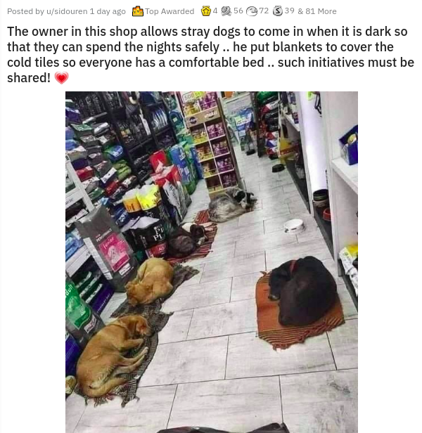 Dog - Posted by usidouren 1 day ago Top Awarded 3 39 8 81 Moro The owner in this shop allows stray dogs to come in when it is dark so that they can spend the nights safely .. he put blankets to cover the cold tiles so everyone has a comfortable bed.. such