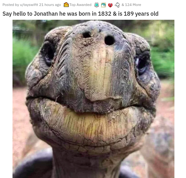 giant tortoise jonathan - Posted by utayswiftt 21 hours ago Top Awarded & 124 More Say hello to Jonathan he was born in 1832 & is 189 years old
