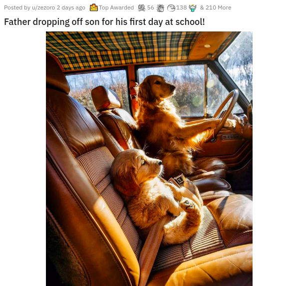 Dog - Posted by uzozoro 2 days ago Top Awarded 5613B & 210 More Father dropping off son for his first day at school!