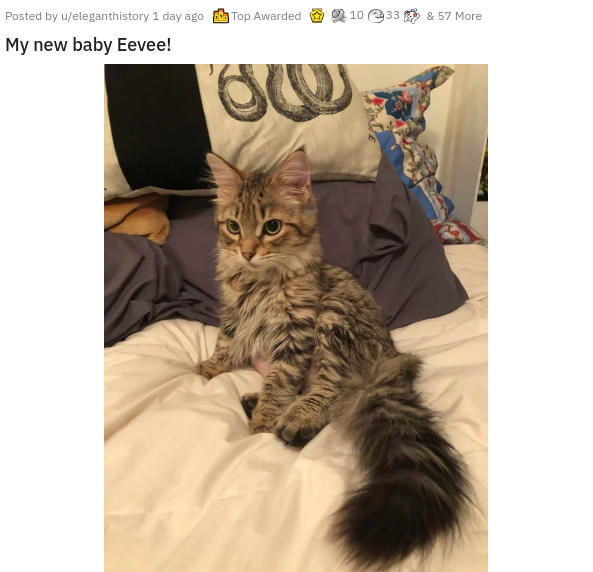 photo caption - Posted by ueleganthistory 1 day ago Top Awarded 1033 & 57 More My new baby Eevee!