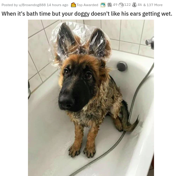 precious dogs - Posted by uBrowndog888 14 hours ago Top Awarded 49 122 46 & 137 More When it's bath time but your doggy doesn't his ears getting wet.