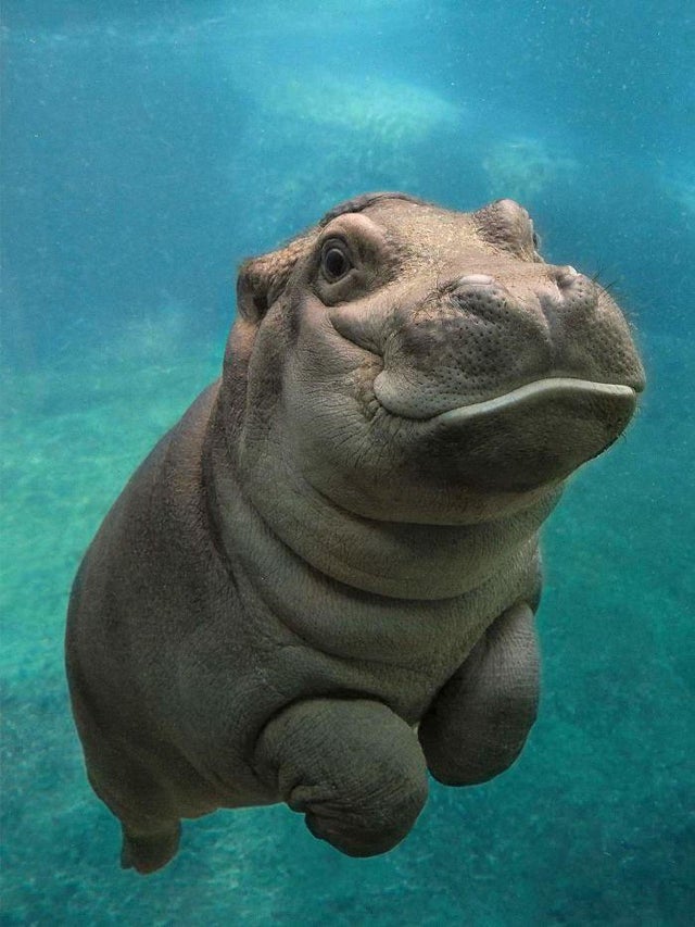 cute hippos