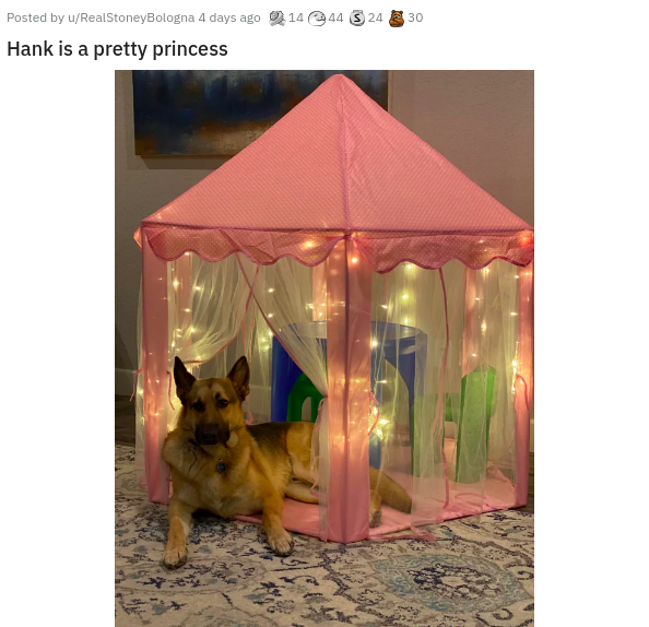 tent - Posted by uRealStoney Bologna 4 days ago 14 44 3 24 30 Hank is a pretty princess