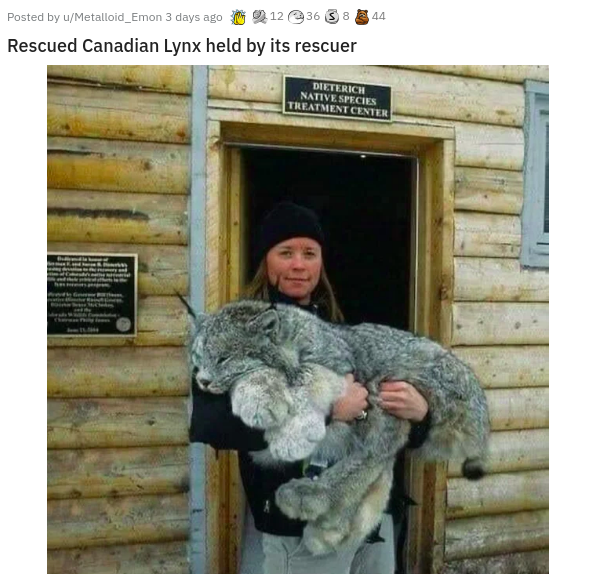 canadian lynx paws - Posted by uMetalloid_Emon 3 days ago 1236 38 44 Rescued Canadian Lynx held by its rescuer Dieterich Native Species Treatment Center