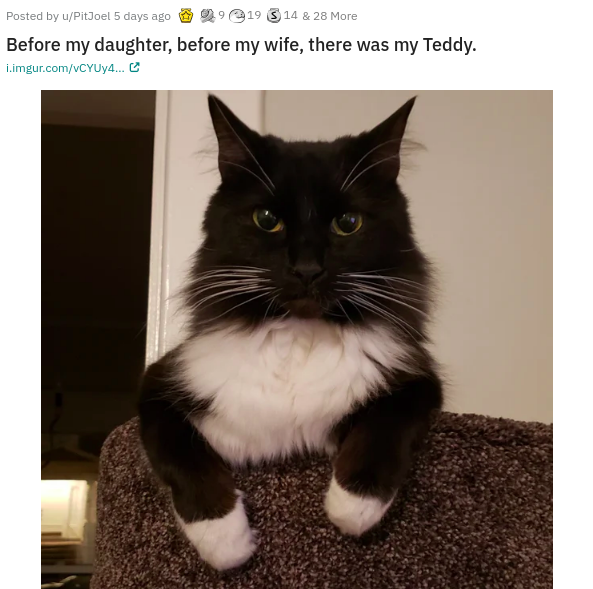 whiskers - Posted by uPitJoel 5 days ago 919 3 14 & 28 More Before my daughter, before my wife, there was my Teddy. i.imgur.comVCYUy4... C