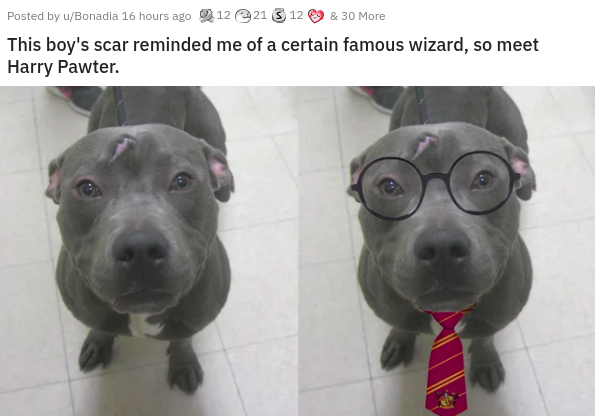 dog - Posted by uBonadia 16 hours ago 212 213 12 & 30 More This boy's scar reminded me of a certain famous wizard, so meet Harry Pawter.