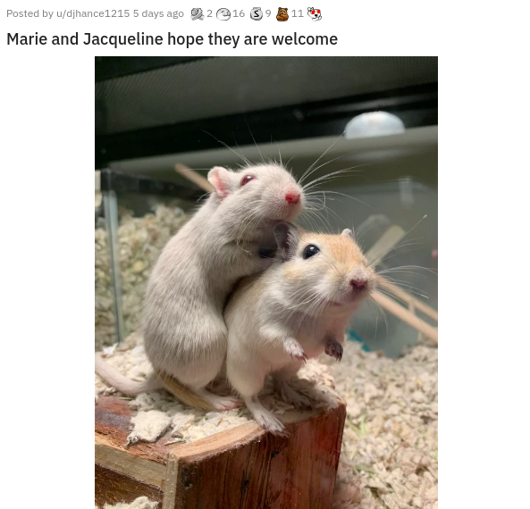 gerbil - Posted by udjhance1215 5 days ago 216 39 11 Marie and Jacqueline hope they are welcome