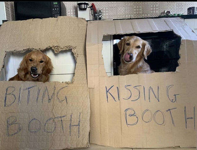 kissing booth biting booth dogs - Biting Kissing .