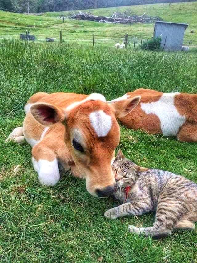 cat and cow