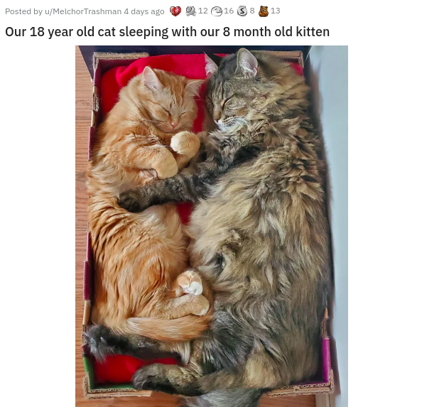 photo caption - Posted by uMelchor Trashman 4 days ago 9 12 16 3 313 Our 18 year old cat sleeping with our 8 month old kitten