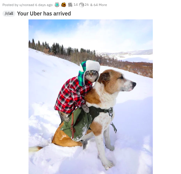 dog - Posted by unoraad 6 days ago 14 26 & 64 More rall Your Uber has arrived